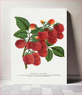 Πίνακας, Shaffer's Colossal Raspberry lithograph