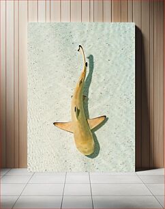 Πίνακας, Shark in Shallow Water Καρχαρίας σε ρηχά νερά