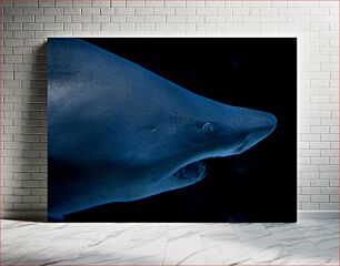 Πίνακας, Shark in the Deep Sea Καρχαρίας στη βαθιά θάλασσα