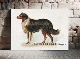 Πίνακας, Sheep Dog or Collie (Rough), from the Dogs of the World series for Old Judge Cigarettes (1890) chromolithograph art by Goodwin & Company