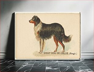 Πίνακας, Sheep Dog or Collie (Rough), from the Dogs of the World series for Old Judge Cigarettes
