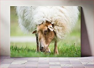 Πίνακας, Sheep Grazing in Meadow Πρόβατα που βόσκουν στο Λιβάδι