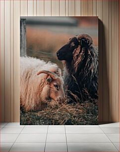 Πίνακας, Sheep Grazing in the Field Πρόβατα που βόσκουν στο χωράφι