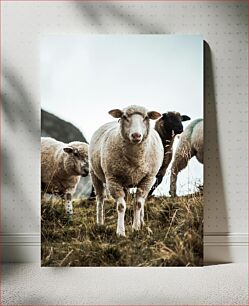 Πίνακας, Sheep Grazing on a Hillside Πρόβατα που βόσκουν σε μια πλαγιά