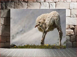 Πίνακας, Sheep Grazing on Mountain Πρόβατα που βόσκουν στο βουνό