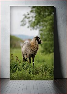 Πίνακας, Sheep in Natural Habitat Πρόβατα σε φυσικό βιότοπο