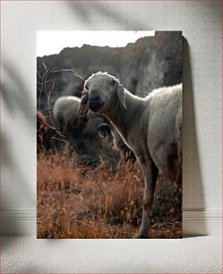 Πίνακας, Sheep in Nature Πρόβατα στη φύση