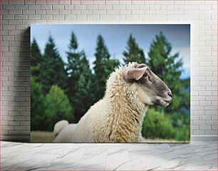 Πίνακας, Sheep in the Forest Πρόβατα στο Δάσος