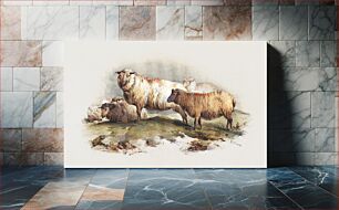 Πίνακας, Sheep, vintage farm animal illustration