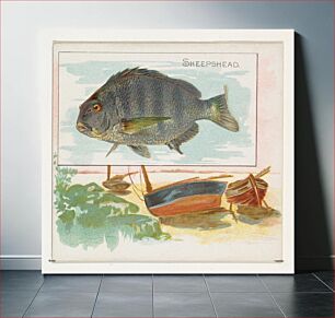 Πίνακας, Sheepshead, from Fish from American Waters series (N39) for Allen & Ginter Cigarettes