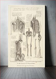 Πίνακας, Sheet of Anatomical Studies of Postcranial Bones by Francesco Bartolozzi