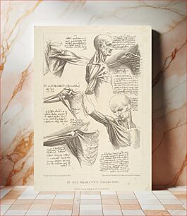 Πίνακας, Sheet of Anatomical Studies of the Shoulder Muscles by Francesco Bartolozzi