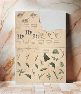Πίνακας, [Sheet of flowers and leaves] / on stone by J. Ackerman
