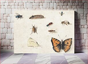 Πίνακας, Sheet of Studies of Nine Insects (1660–1665) by Jan van Kessel