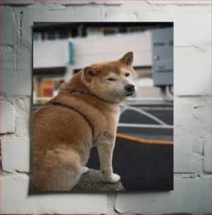 Πίνακας, Shiba Inu Dog in the City Σκύλος Shiba Inu στην πόλη