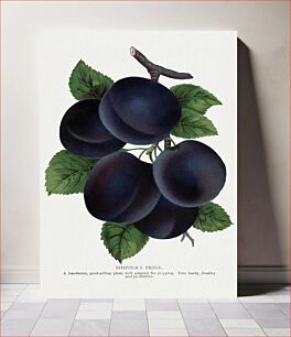 Πίνακας, Shippers Pride plum lithograph from Botanical Specimen published by Rochester Lithographing and Printing Company