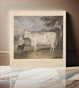 Πίνακας, Short Horned White Ox