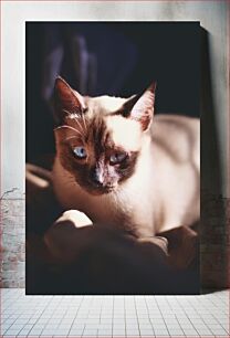 Πίνακας, Siamese Cat in Soft Light Σιαμέζικη γάτα σε απαλό φως