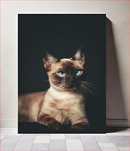 Πίνακας, Siamese Cat with Blue Eyes Σιαμέζικη γάτα με μπλε μάτια