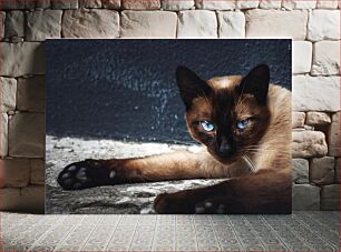 Πίνακας, Siamese Cat with Blue Eyes Σιαμέζικη γάτα με μπλε μάτια