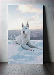 Πίνακας, Siberian Husky in Snowy Mountains Σιβηρικός χάσκι στα χιονισμένα βουνά