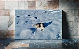 Πίνακας, Siberian Husky in the Snow Σιβηρικός χάσκι στο χιόνι