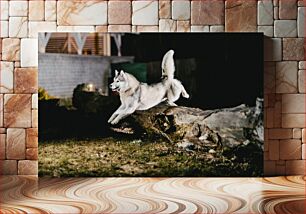 Πίνακας, Siberian Husky Jumping Over a Log Σιβηρικός χάσκι που πηδά πάνω από ένα κούτσουρο