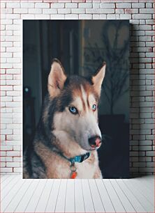 Πίνακας, Siberian Husky with Blue Eyes Σιβηρικός γεροδεμένος με μπλε μάτια