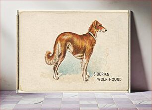Πίνακας, Siberian Wolf Hound, from the Dogs of the World series for Old Judge Cigarettes
