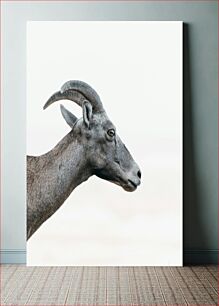 Πίνακας, Side Profile of a Goat Πλαϊνό προφίλ μιας κατσίκας