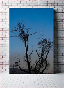 Πίνακας, Silhouette of Bare Trees at Dusk Σιλουέτα γυμνών δέντρων στο σούρουπο
