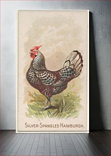 Πίνακας, Silver-Spangled Hamburgh, from the Prize and Game Chickens series (N20) for Allen & Ginter Cigarettes
