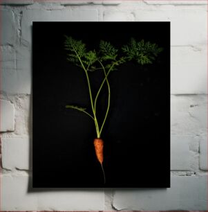 Πίνακας, Single Carrot on Black Background Μονό καρότο σε μαύρο φόντο