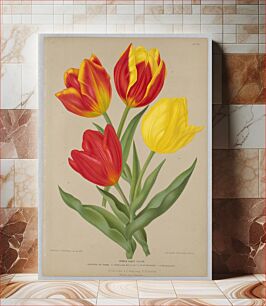 Πίνακας, Single Early Tulips, Plate 70 from A. C. Van Eeden's "Flora of Haarlem"