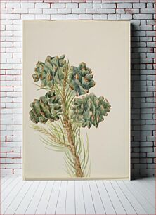 Πίνακας, Single-Leaf Pine (Pinus monophylla), Mary Vaux Walcott
