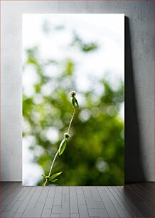 Πίνακας, Single Stem Flower Μονόβλαστο άνθος