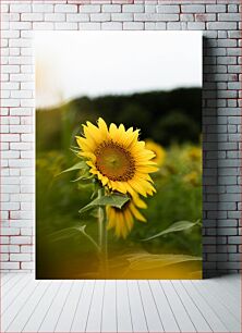 Πίνακας, Single Sunflower in Field Μονό ηλιοτρόπιο στο χωράφι