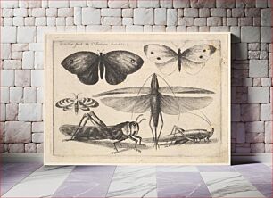 Πίνακας, Six insects by Wenceslaus Hollar