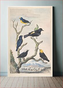 Πίνακας, Six South American Birds