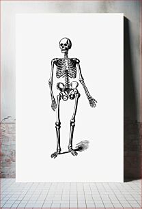 Πίνακας, Skeleton of a man from Adventures In The Great Forest Of Equatorial Africa And The Country Of The Dwarfs... An Abridged...Edition...With...Illustrations published by J. Mur