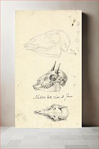 Πίνακας, Skeletro della Testa di Fecco (Three Animal Skulls) by Luigi Balugani