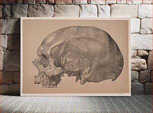 Πίνακας, Skull by Andreas Christian Ferdinand Flinch