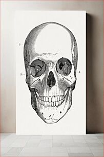 Πίνακας, Skull (Front View) in An academic physiology and hygiene (1903) vintage icon by Orestes M. Brands