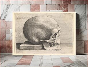 Πίνακας, Skull in profile to right