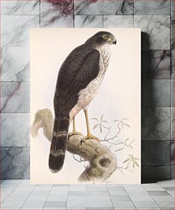 Πίνακας, Slaty-backed Forest Falcon, Micrastur mirandollei (1842–1912) by John Gerrard Keulemans
