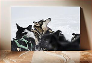 Πίνακας, Sled Dogs in Snow Σκύλοι έλκηθρου στο χιόνι