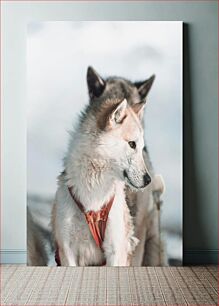 Πίνακας, Sled Dogs in Snow Σκύλοι έλκηθρου στο χιόνι