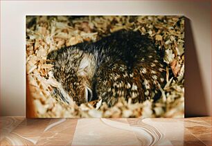 Πίνακας, Sleeping Animal in Nest Ζώο που κοιμάται στη Φωλιά