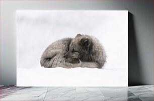 Πίνακας, Sleeping Arctic Fox in Snow Κοιμωμένη Αρκτική Αλεπού στο χιόνι