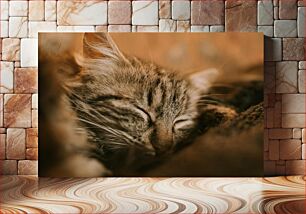 Πίνακας, Sleeping Cat Close-Up Κοντινό πλάνο κοιμισμένη γάτα
